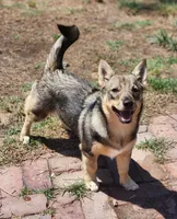Penny, a female Swedish Vallhund for sale in Gloucester, VA – 3 of 4