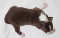 Female 3, a female Border Collie for sale in Gloucester, VA – 2 of 2