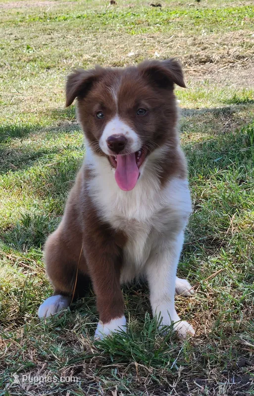 Honey Female 1 – Border Collie puppy for sale in Gloucester, VA