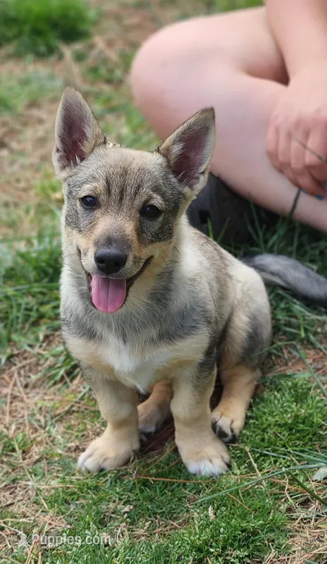 Prissy 1 – Swedish Vallhund puppy for sale in Gloucester, VA