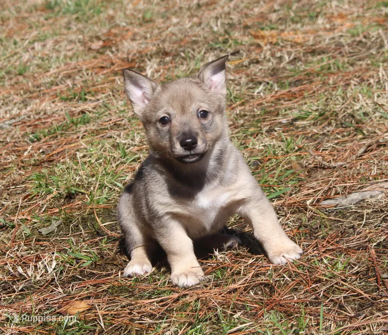 Prissy 1 , a female Swedish Vallhund for sale in Gloucester, VA – Photo 1 of 3