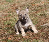 Prissy 1 , a female Swedish Vallhund for sale in Gloucester, VA – Photo 1 of 3