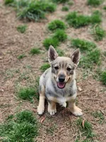 Precious , a female Swedish Vallhund for sale in Gloucester, VA – 2 of 4