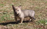 Prissy 1 , a female Swedish Vallhund for sale in Gloucester, VA – Photo 2 of 3