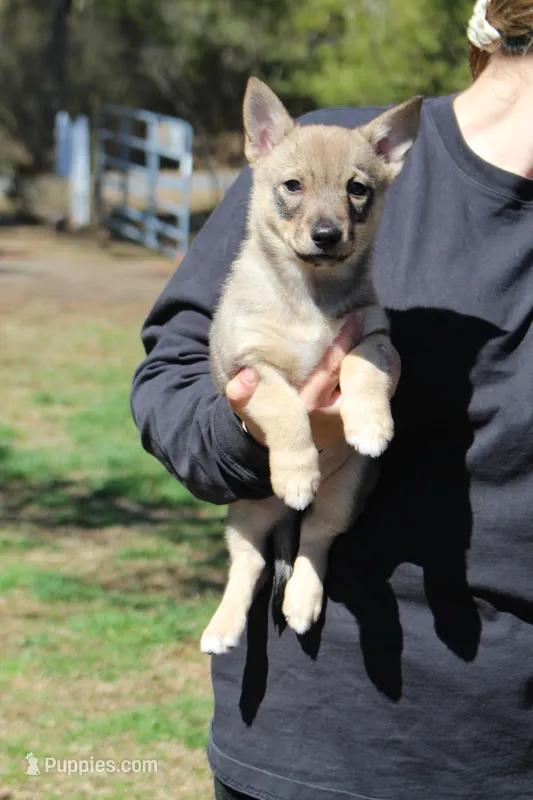Prissy 1  – Swedish Vallhund puppy for sale in Gloucester, VA