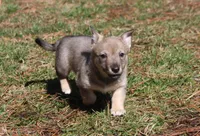 Prissy 1 , a female Swedish Vallhund for sale in Gloucester, VA – Photo 3 of 3