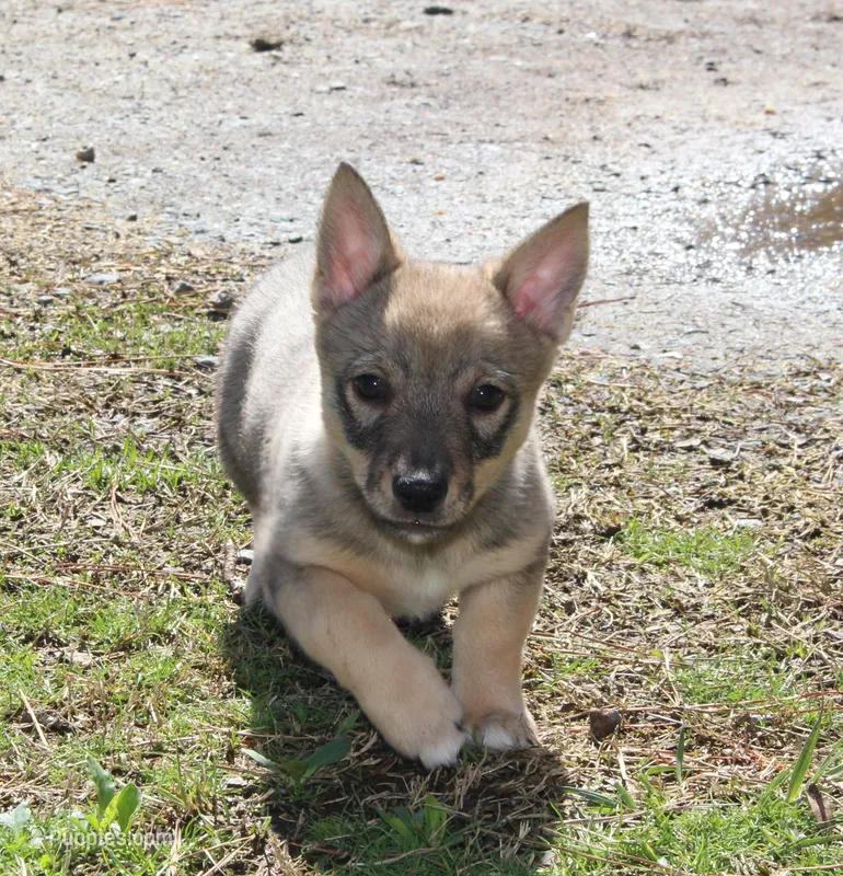 Prissy 1 – Swedish Vallhund puppy for sale in Gloucester, VA