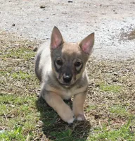 Prissy 1 (holistic), a female Swedish Vallhund for sale in Gloucester, VA – Photo 2 of 3