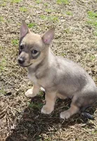 Prissy 1 (holistic), a female Swedish Vallhund for sale in Gloucester, VA – Photo 3 of 3
