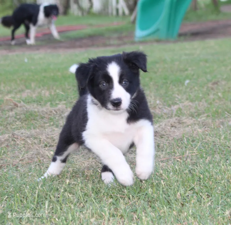 Female 2 – Border Collie puppy for sale in Gloucester, VA