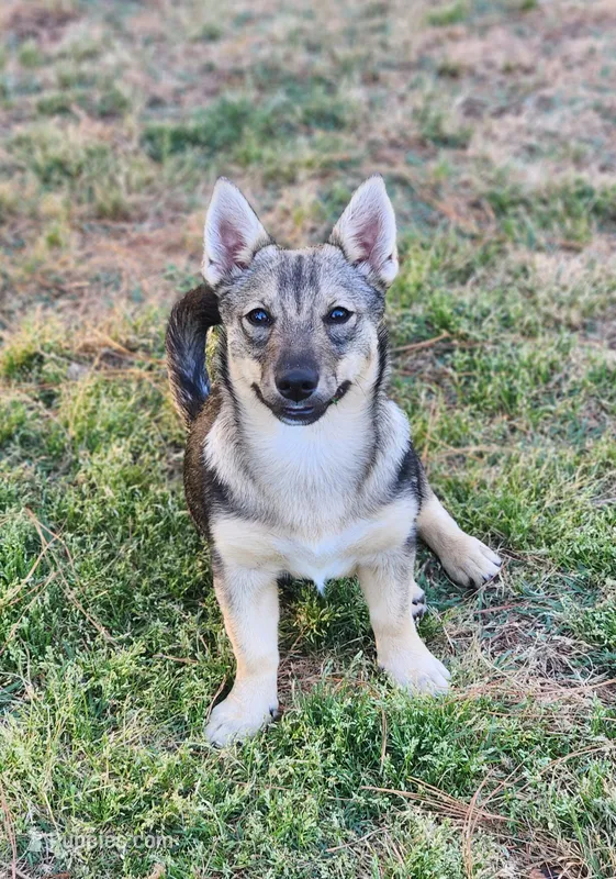 Sissy – Swedish Vallhund puppy for sale in Gloucester, VA