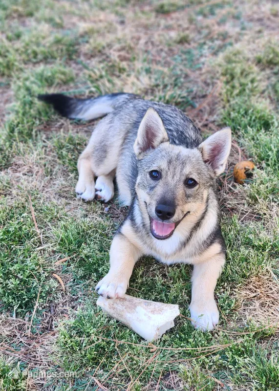 Pickles – Swedish Vallhund puppy for sale in Gloucester, VA