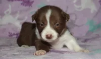 Honey Female 1, a female Border Collie for sale in Gloucester, VA – 1 of 2