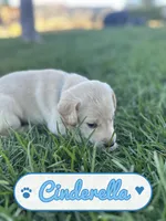 Cinderella, a female Labrador Retriever for sale in Cedar City, UT – 2 of 6