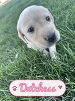Dutchess, a female Labrador Retriever for sale in Cedar City, UT – 2 of 6