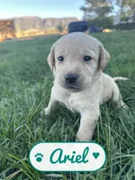 Ariel, a female Labrador Retriever for sale in Cedar City, UT – 2 of 6