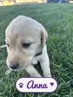 Anna, a female Labrador Retriever for sale in Cedar City, UT – 2 of 5
