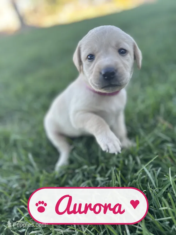 Aurora, a female Labrador Retriever for sale in Cedar City, UT – 1 of 5