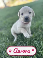 Aurora, a female Labrador Retriever for sale in Cedar City, UT – 1 of 5