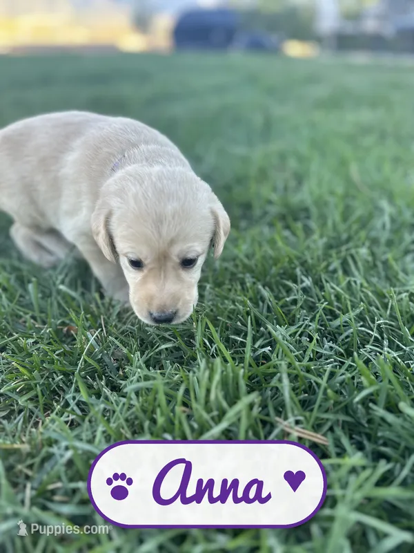 Anna, a female Labrador Retriever for sale in Cedar City, UT – 1 of 5