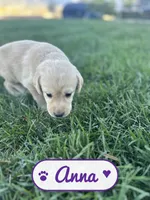 Anna, a female Labrador Retriever for sale in Cedar City, UT – 1 of 5