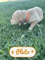 Pluto, a male Labrador Retriever for sale in Cedar City, UT – 2 of 6