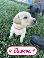 Aurora, a female Labrador Retriever for sale in Cedar City, UT – 2 of 5