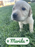 Merida, a female Labrador Retriever for sale in Cedar City, UT – 3 of 6