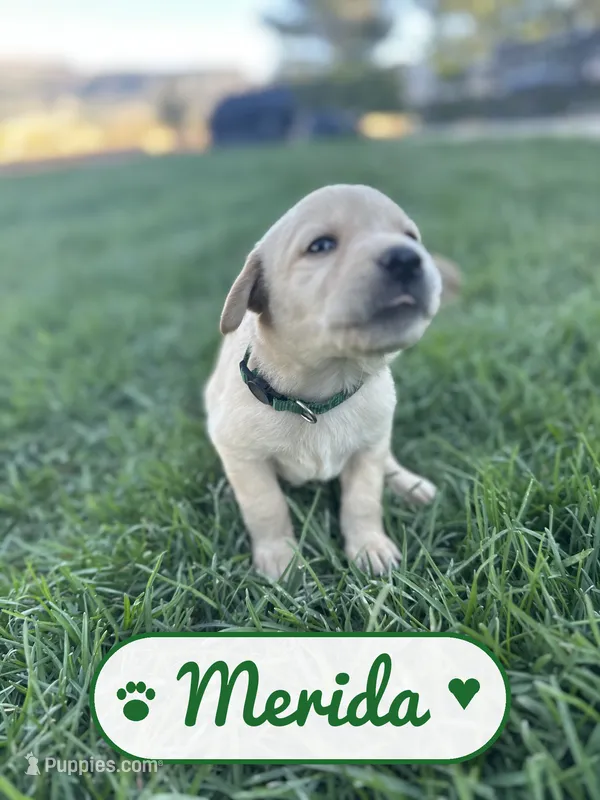 Merida, a female Labrador Retriever for sale in Cedar City, UT – 1 of 6