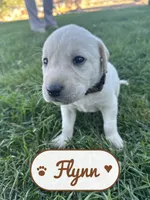 Flynn, a male Labrador Retriever for sale in Cedar City, UT – 2 of 5