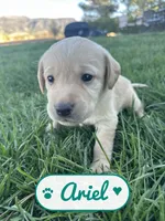 Ariel, a female Labrador Retriever for sale in Cedar City, UT – 3 of 6