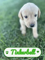 Tinkerbell, a female Labrador Retriever for sale in Cedar City, UT – 1 of 5