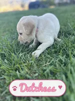 Dutchess, a female Labrador Retriever for sale in Cedar City, UT – 3 of 6