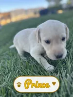 Prince, a male Labrador Retriever for sale in Cedar City, UT – 2 of 6