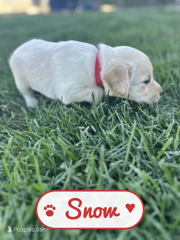 Snow, a female Labrador Retriever for sale in Cedar City, UT – 1 of 4