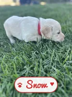Snow, a female Labrador Retriever for sale in Cedar City, UT – 1 of 4