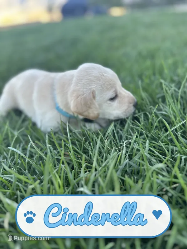 Cinderella, a female Labrador Retriever for sale in Cedar City, UT – 1 of 6
