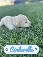 Cinderella, a female Labrador Retriever for sale in Cedar City, UT – 1 of 6