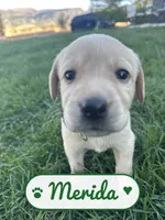 Merida, a female Labrador Retriever for sale in Cedar City, UT – 2 of 6