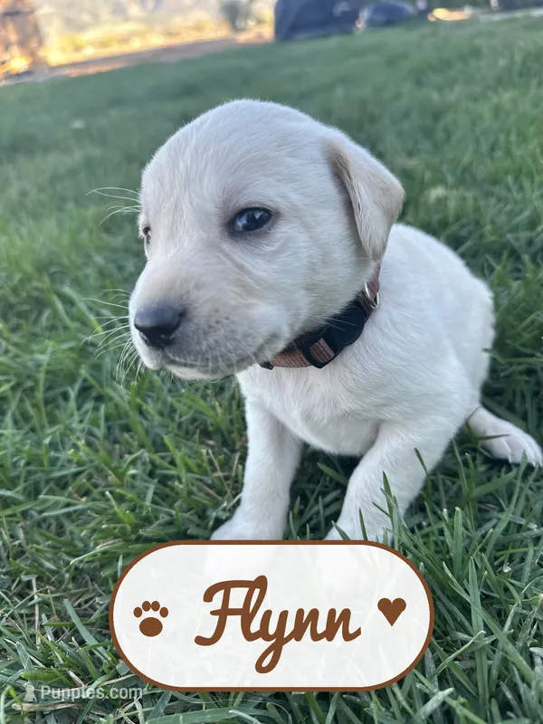 Flynn, a male Labrador Retriever for sale in Cedar City, UT – 1 of 5