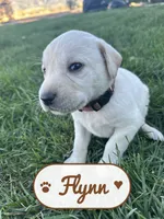 Flynn, a male Labrador Retriever for sale in Cedar City, UT – 1 of 5