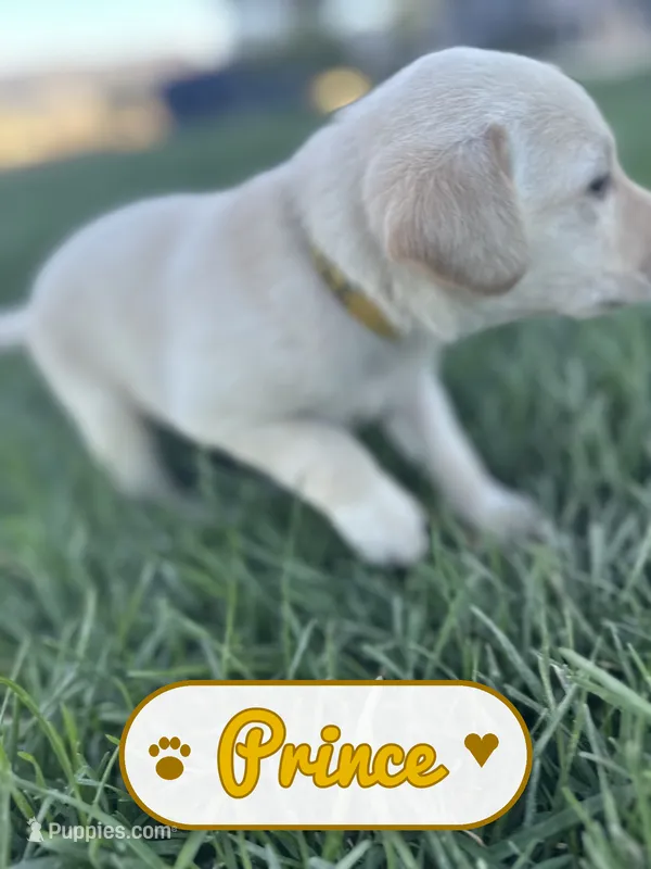 Prince, a male Labrador Retriever for sale in Cedar City, UT – 1 of 6