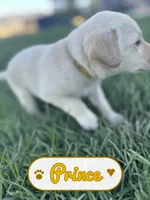 Prince, a male Labrador Retriever for sale in Cedar City, UT – 1 of 6