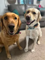 Dutchess, a female Labrador Retriever for sale in Cedar City, UT – 5 of 6