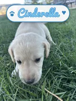 Cinderella, a female Labrador Retriever for sale in Cedar City, UT – 3 of 6