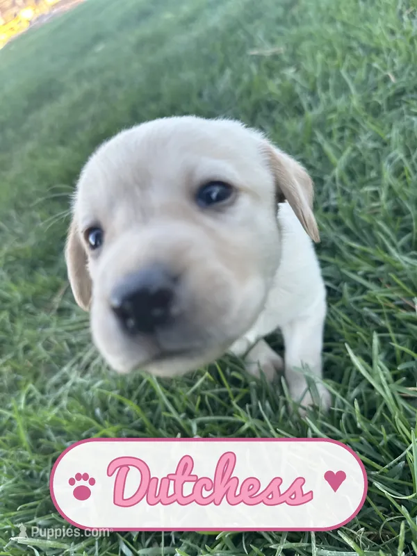 Dutchess, a female Labrador Retriever for sale in Cedar City, UT – 1 of 6