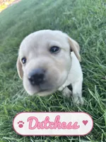 Dutchess, a female Labrador Retriever for sale in Cedar City, UT – 1 of 6