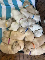 Anna, a female Labrador Retriever for sale in Cedar City, UT – 3 of 5