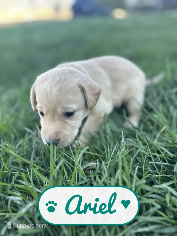 Ariel, a female Labrador Retriever for sale in Cedar City, UT – 1 of 6
