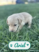Ariel, a female Labrador Retriever for sale in Cedar City, UT – 1 of 6